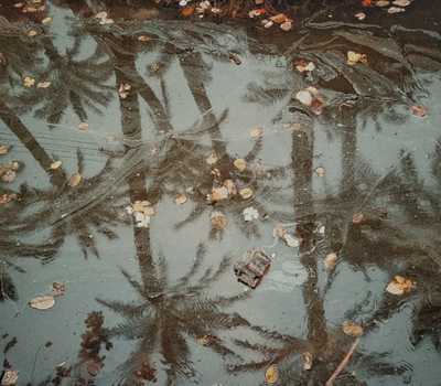 green - leaves on the lake