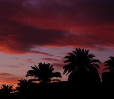 shadow - palm trees and red sky