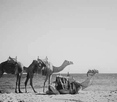 bnw - camels on the shore