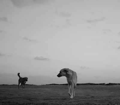 bnw - dogs in black and white