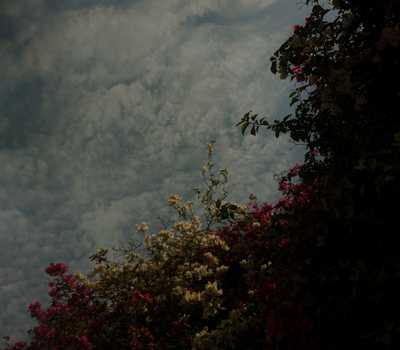 shadow - colorful flowers