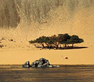 yellow - tree and river scenry