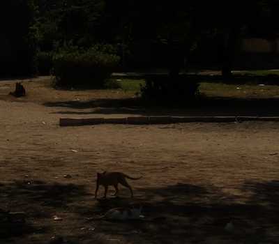 golden - cat in the garden