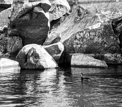 bnw - cormorant in the nile