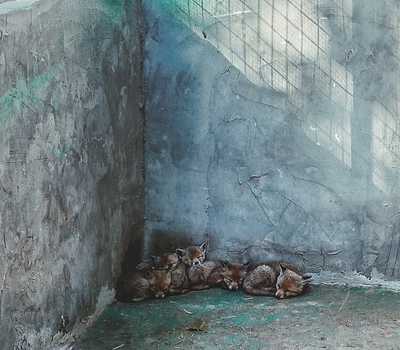 green  - baby foxes sleeping