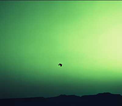 green - bird flying in green sky