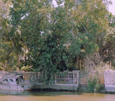 green - felucca and trees