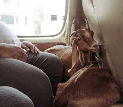 golden - a goat sitting in a car